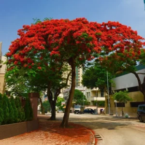 Gulmohar (Delonix regia)