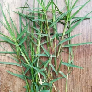 Bermuda Grass