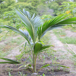 Coconut (Nariyal)