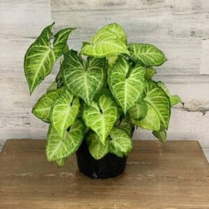 Syngonium (Arrowhead Plant)