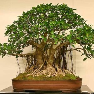 Banyan Bonsai (Ficus Benghalensis)