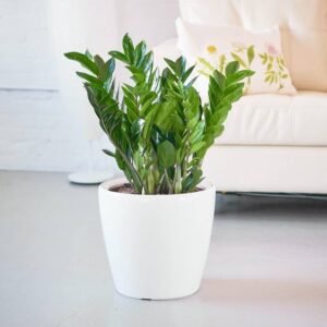 ZZ Plant (Zamioculcas zamiifolia)