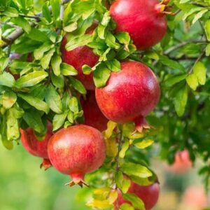 Pomegranate (Anar)