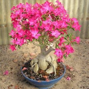 Adenium Bonsai (Desert Rose)