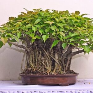 Peepal Bonsai (Ficus Religiosa)