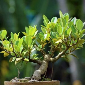 Ficus Bonsai
