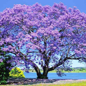 Jacaranda