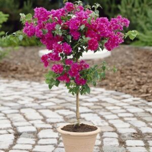 Bougainvillea Creeper
