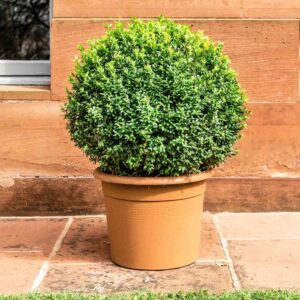 Boxwood (Buxus)