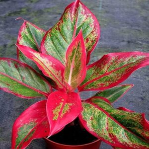 Aglaonema (Chinese Evergreen)
