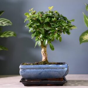 Carmona (Fukien Tea) Bonsai