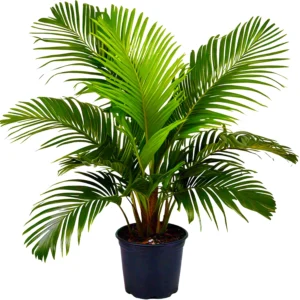Areca Palm