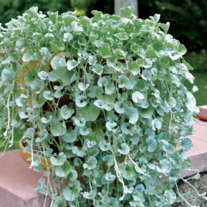 Dichondra (Silver Carpet)