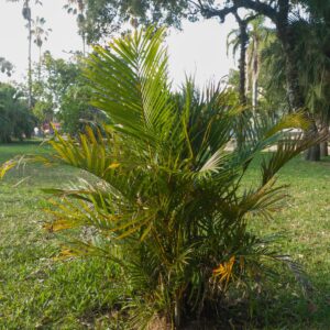 Areca Palm