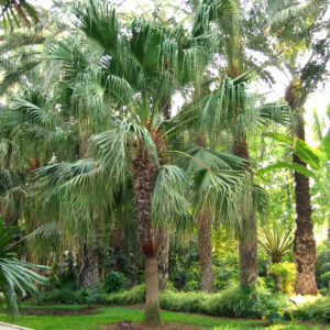 Chinese Fan Palm
