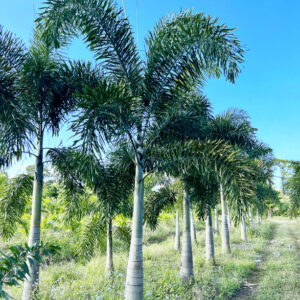 Foxtail Palm