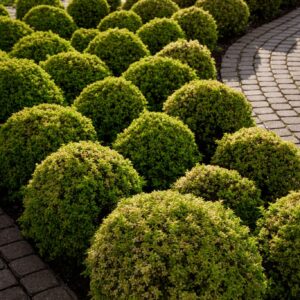 Boxwood