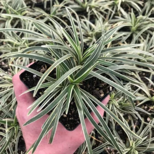 Ophiopogon (Mondo Grass)