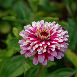 Zinnia