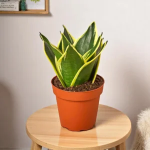 Snake Plant (Sansevieria)