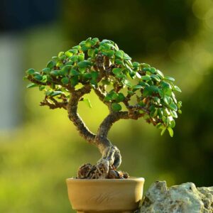 Jade Bonsai