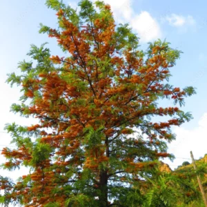 Silver Oak (Grevillea robusta)