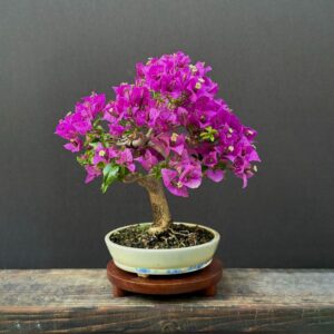 Bougainvillea