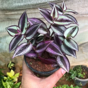 Tradescantia