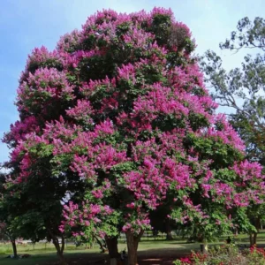 Jarul (Lagerstroemia speciosa)