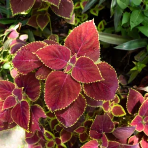 Acalypha