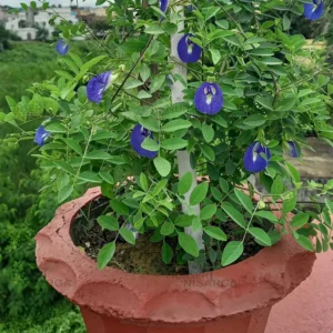 Clitoria (Aparajita)