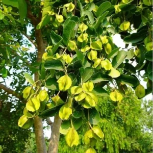 Arjun (Terminalia arjuna)