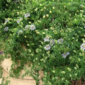 Passion Flower Creeper