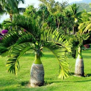 Bottle Palm (Hyophorbe lagenicaulis)