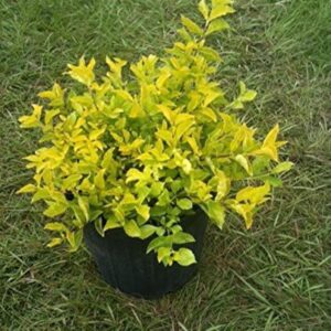 Duranta Golden