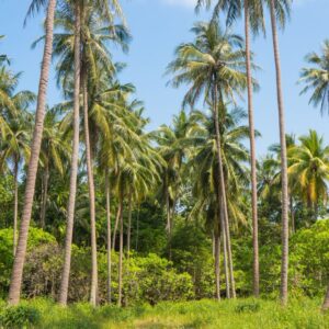 Coconut Palm (Cocos nucifera)
