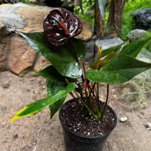 Anthurium