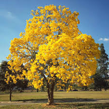 Tabebuia (Pink / Yellow)