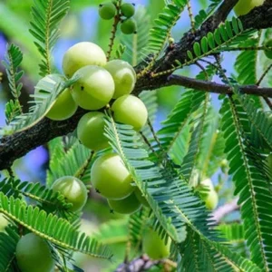 Amla (Indian Gooseberry)