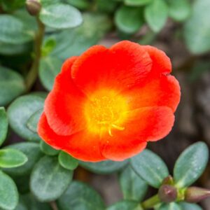 Portulaca (Moss Rose)