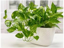 Money Plant (Epipremnum aureum)
