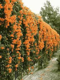 Trumpet Vine