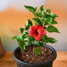 Hibiscus (Gudhal)