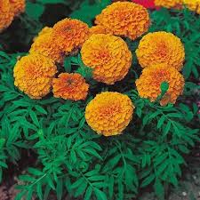 Marigold (Genda)