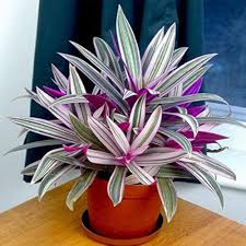 Rhoeo (Oyster Plant)