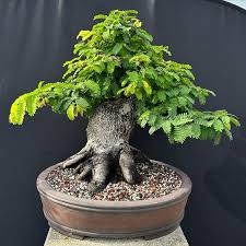 Tamarind Bonsai