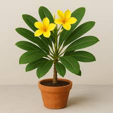 Plumeria (Champa)