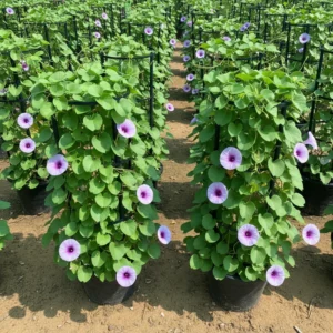 Railway Creeper (Ipomoea)