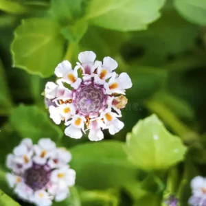 Lippia (Phyla nodiflora)