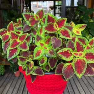 Coleus